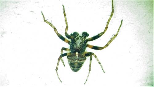 Réf. 280 079 : Gibbaranea bituberculata